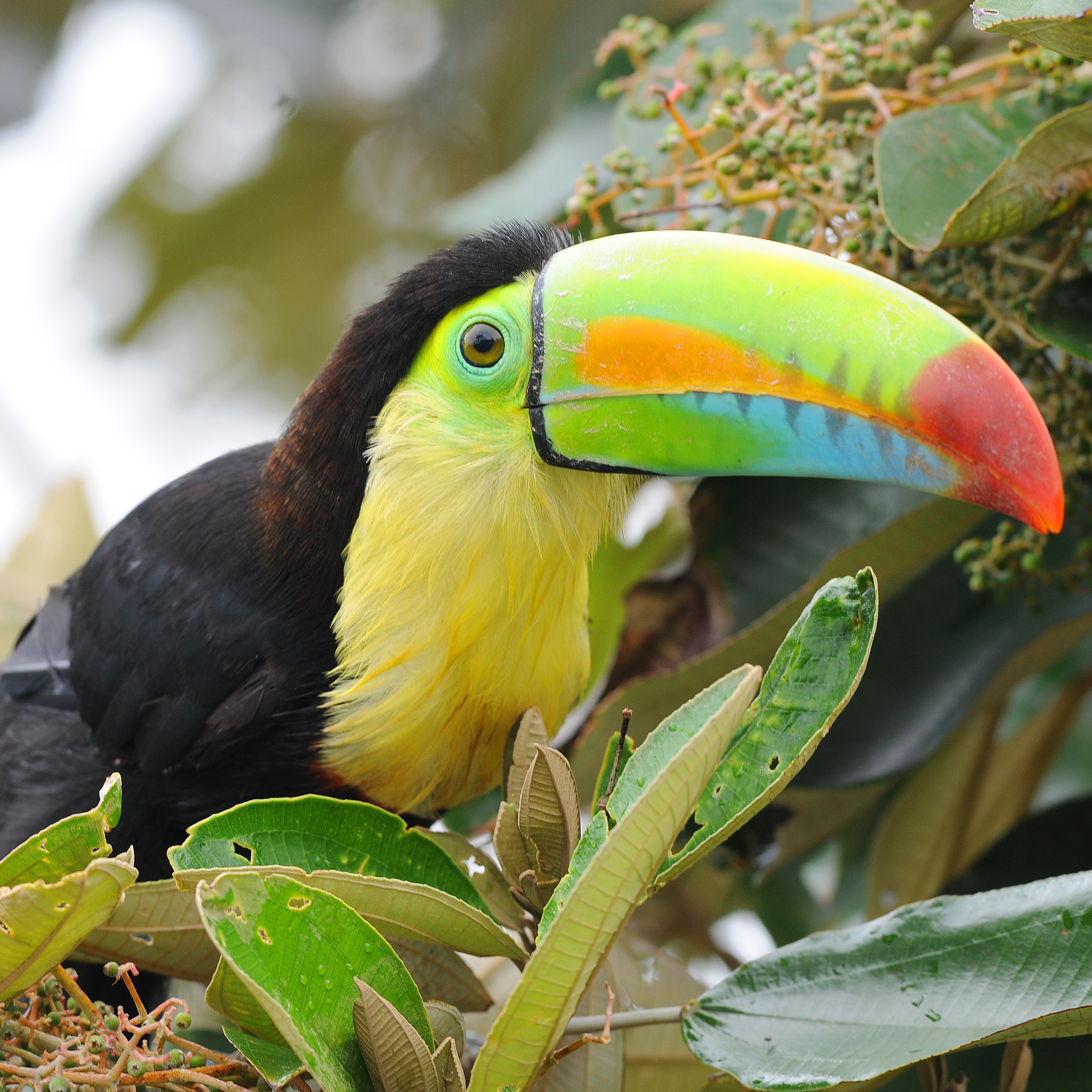 La AECID impulsa la restauración ecológica en la Cuenca Hidrográfica del Canal de Panamá