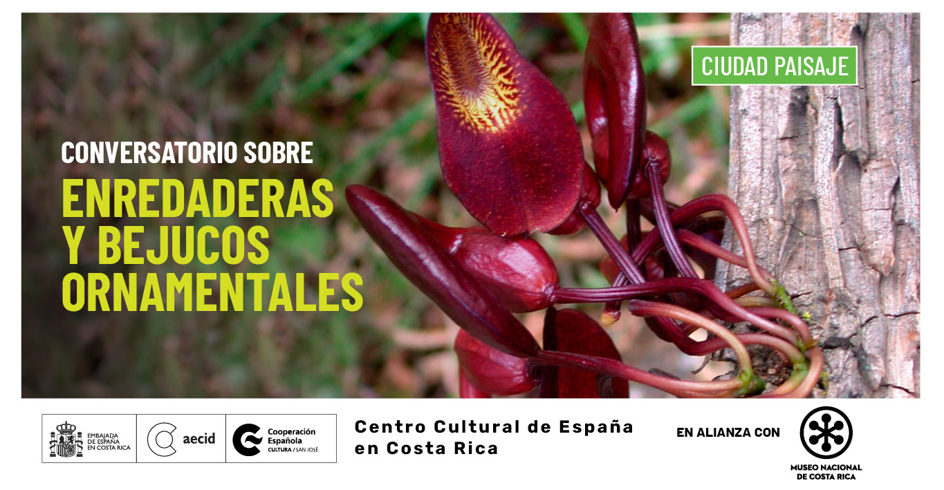 Enredaderas y bejucos ornamentales