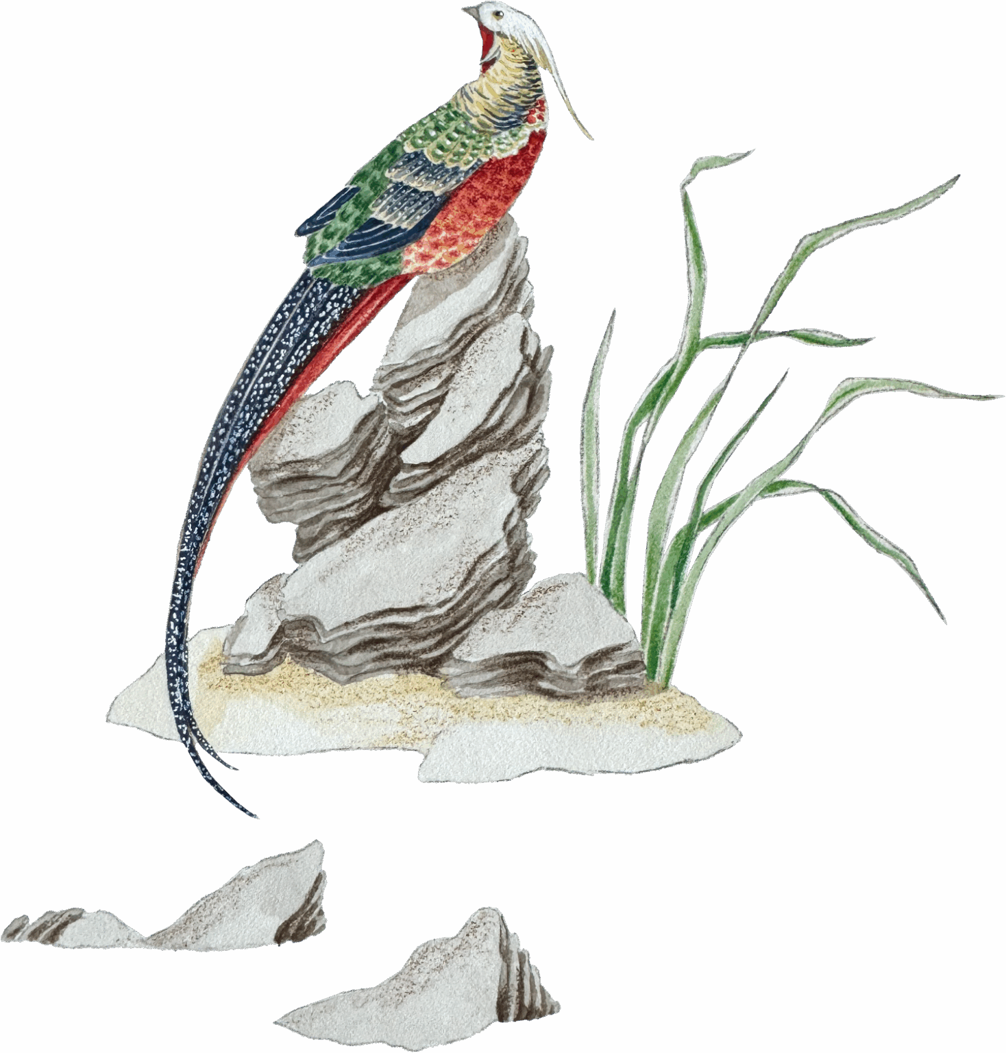 Ilustración de pájaro