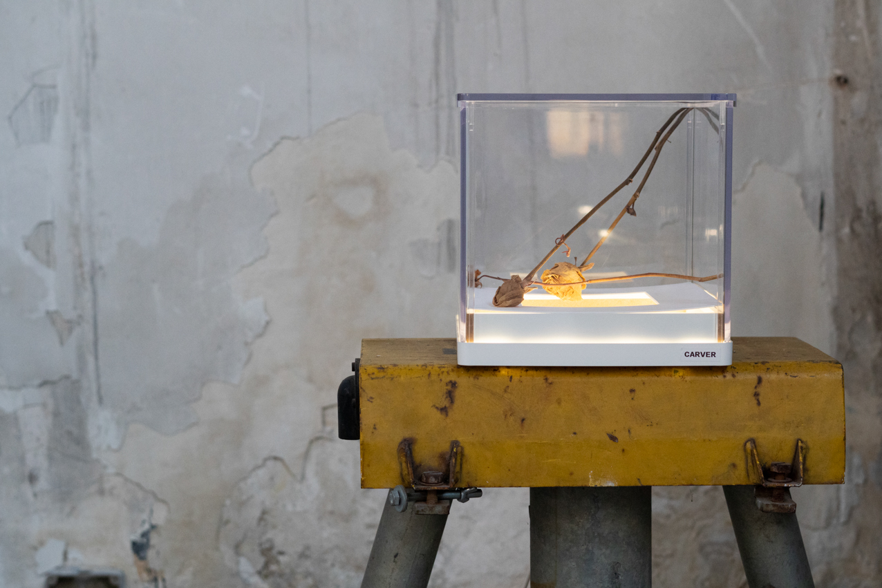 Carver. 2020. Objeto instalación en caja de luz led. 24x24x24cm (1)