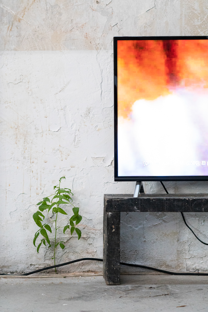 Paisajes encerrados. 2020. Instalación olfativa-visual y video. 13 elementos. 200x100cm (2)