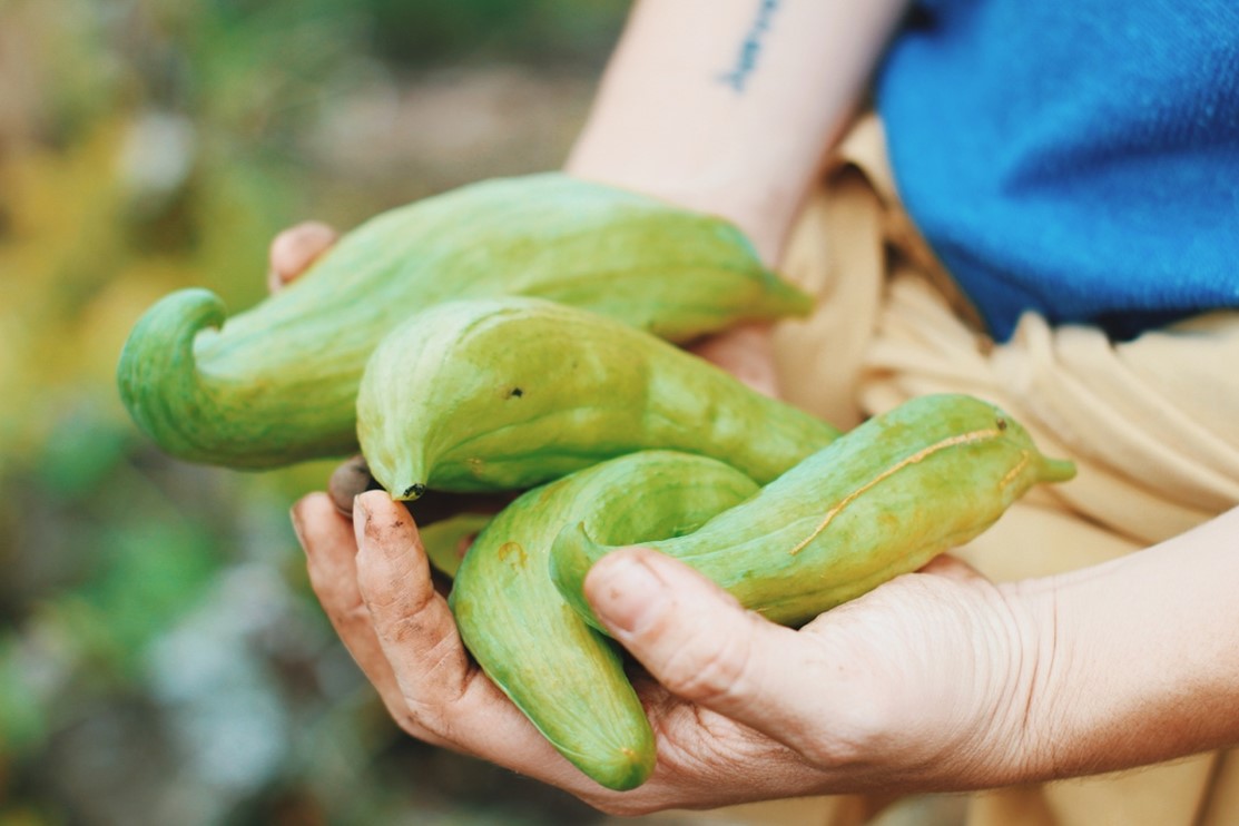 Jaivas. Documentación del proyecto por Hellen Hernández
