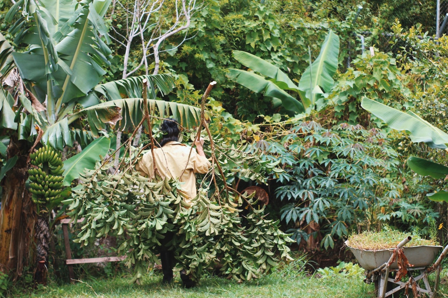 Mujer-Árbol. Documentación del proyecto por Hellen Hernández