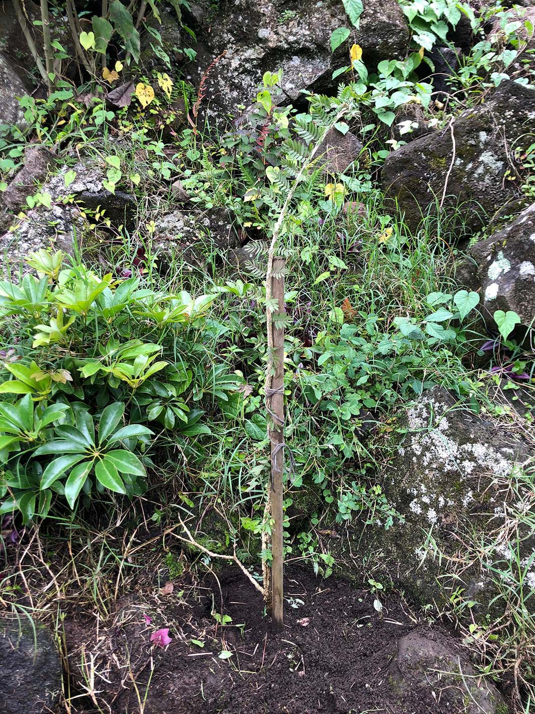 Semana 1. Aporcar (1)