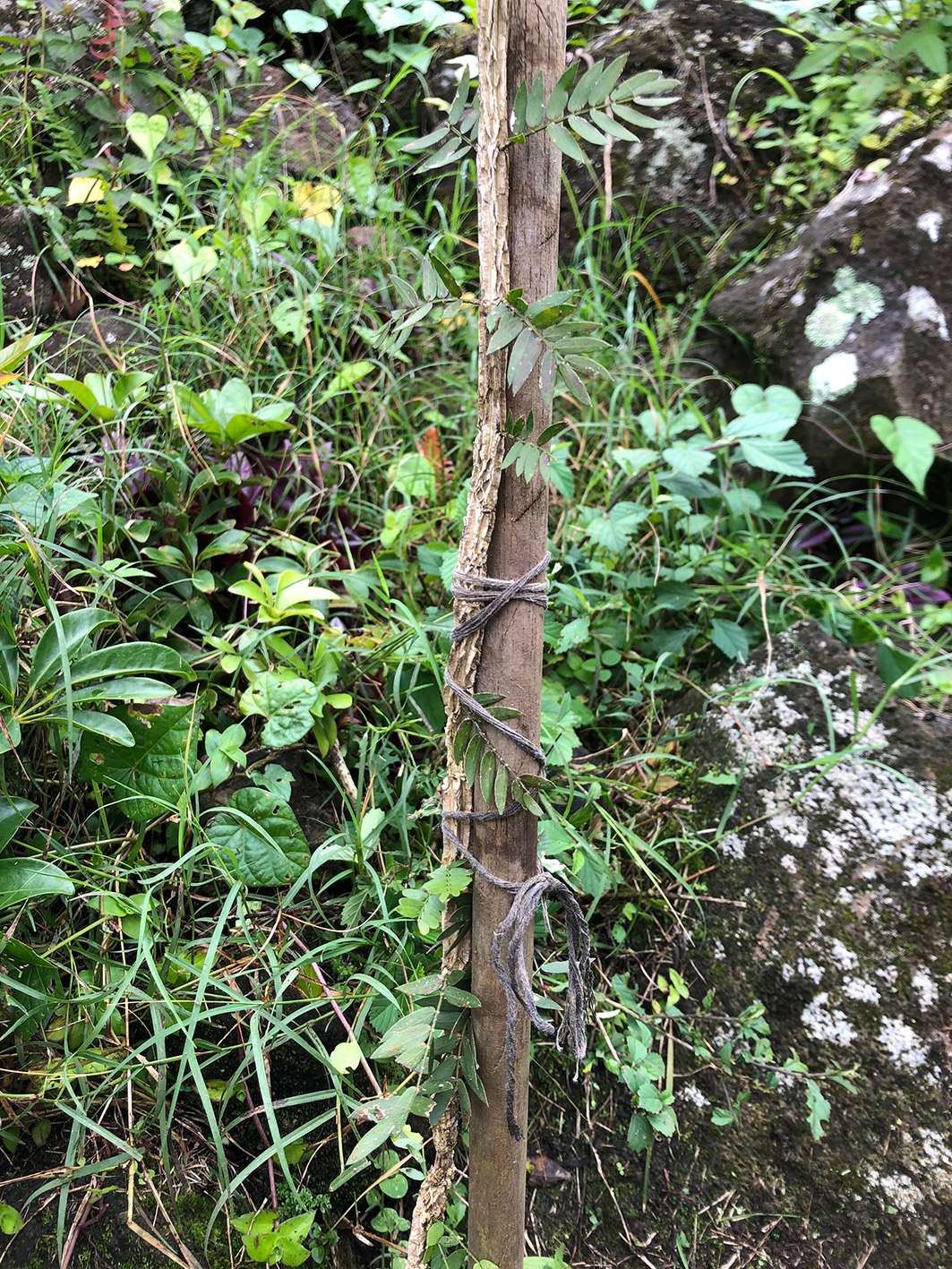 Semana 1. Aporcar (2)