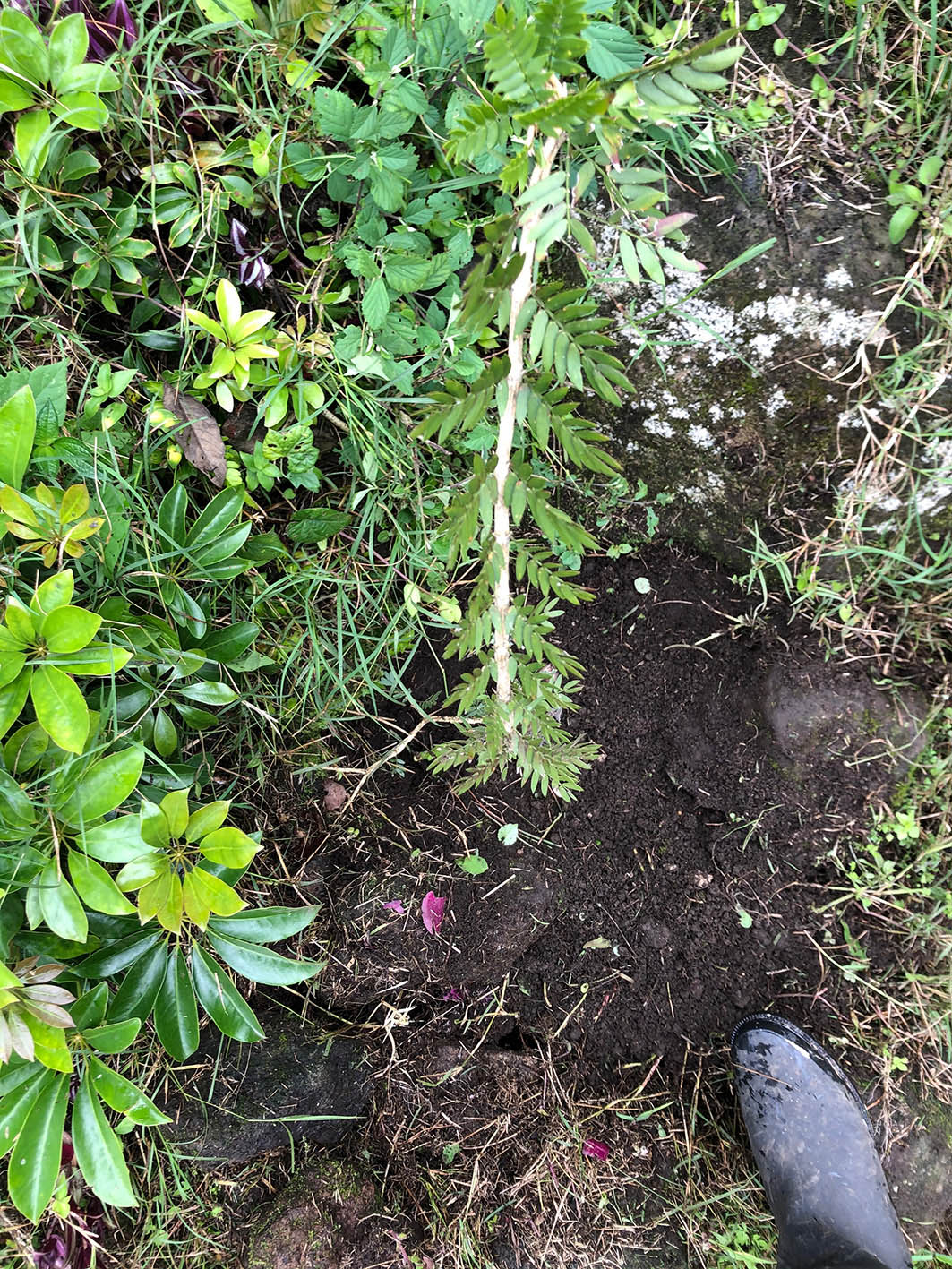 Semana 1. Aporcar (3)