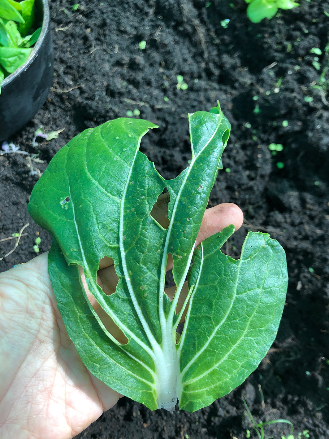 Semana 3. Hojas Malas (1)