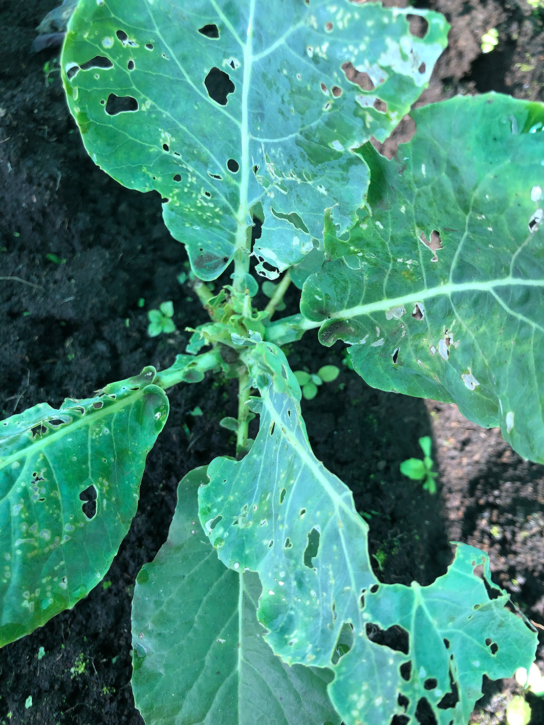 Semana 3. Hojas Malas (2)