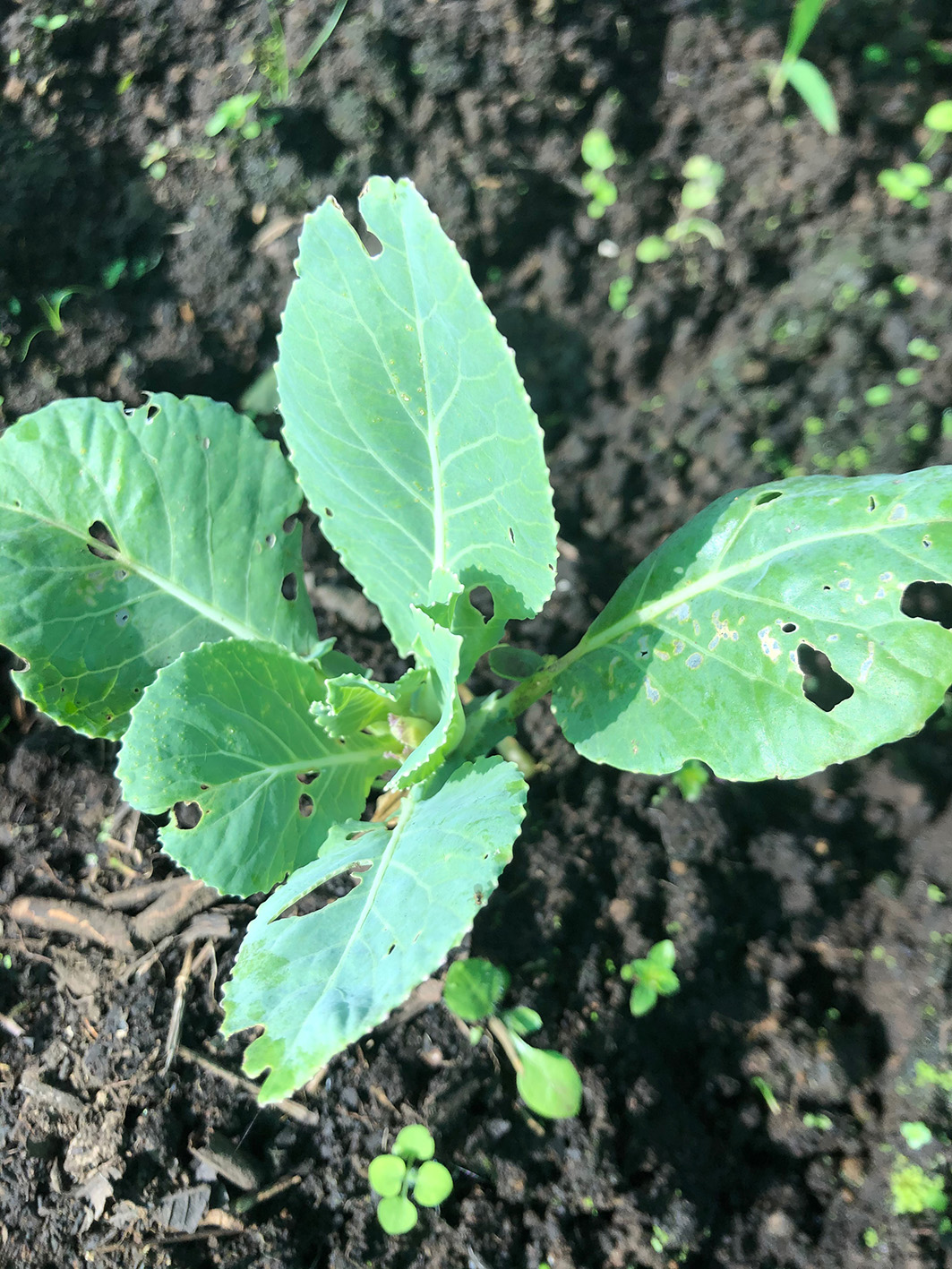 Semana 3. Hojas Malas (3)