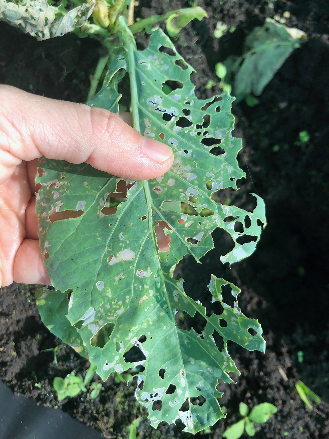 Semana 3. Hojas Malas (4)