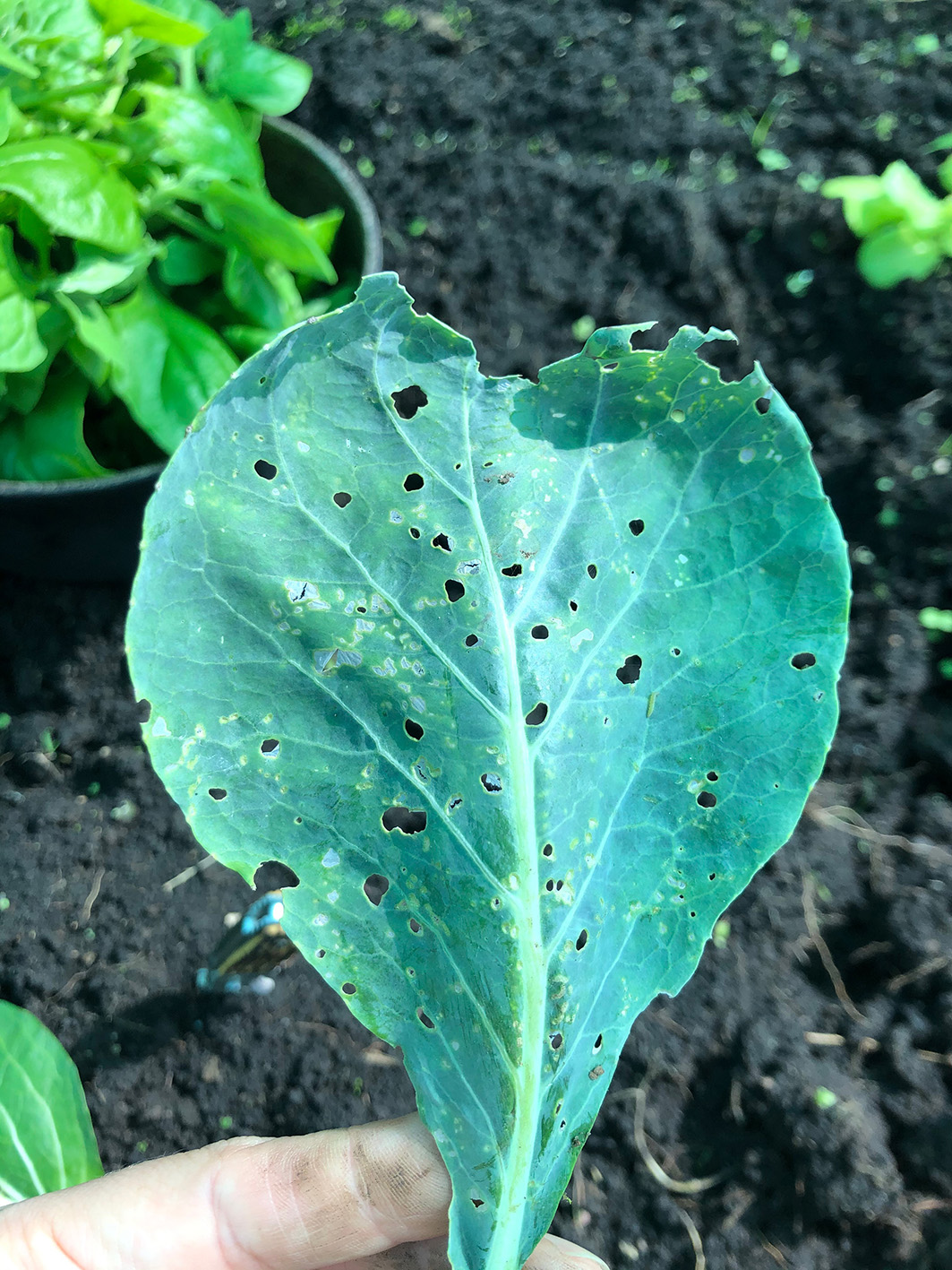 Semana 3. Hojas Malas (5)