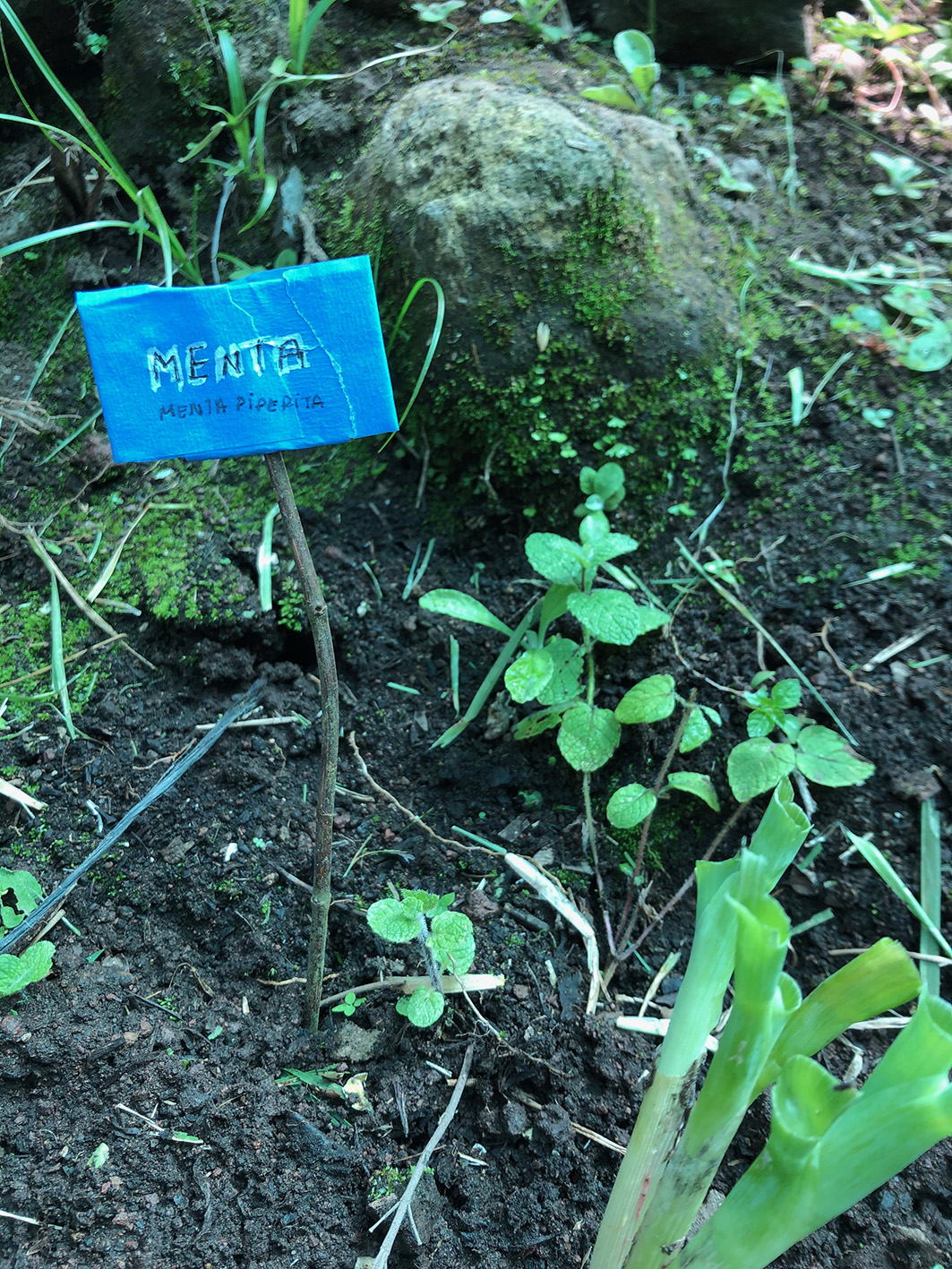 Semana 3. Poner nombre (5)