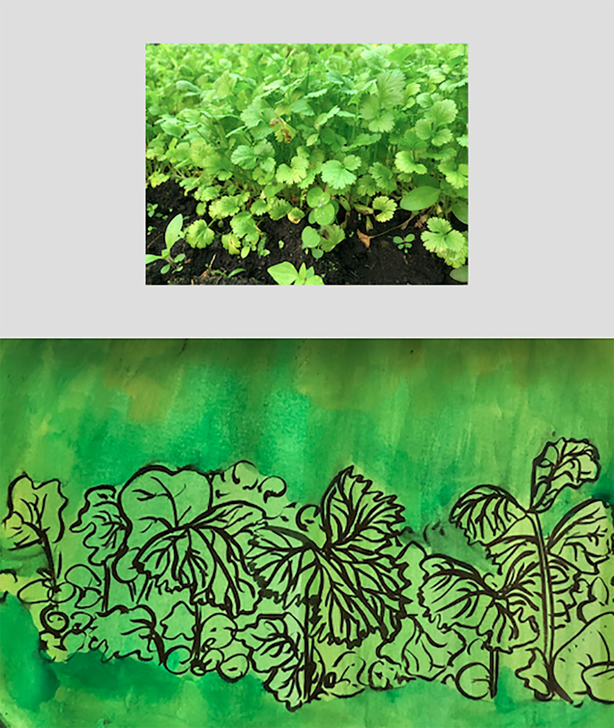 Traducción Culantro