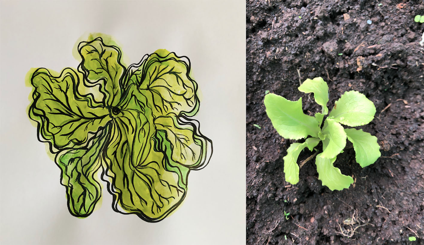 Traducción Lechuga