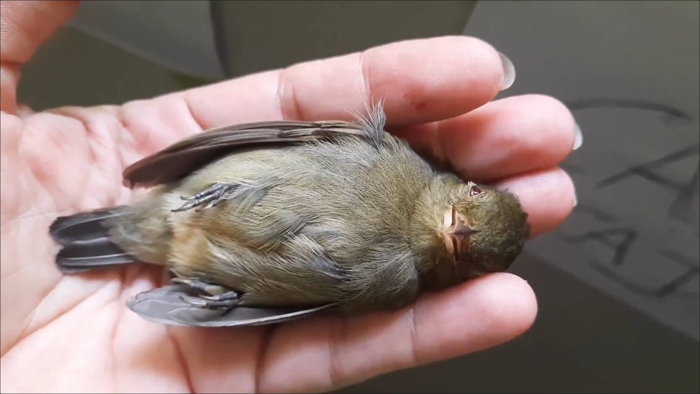 Elia Arce, Jiwasa, 2020