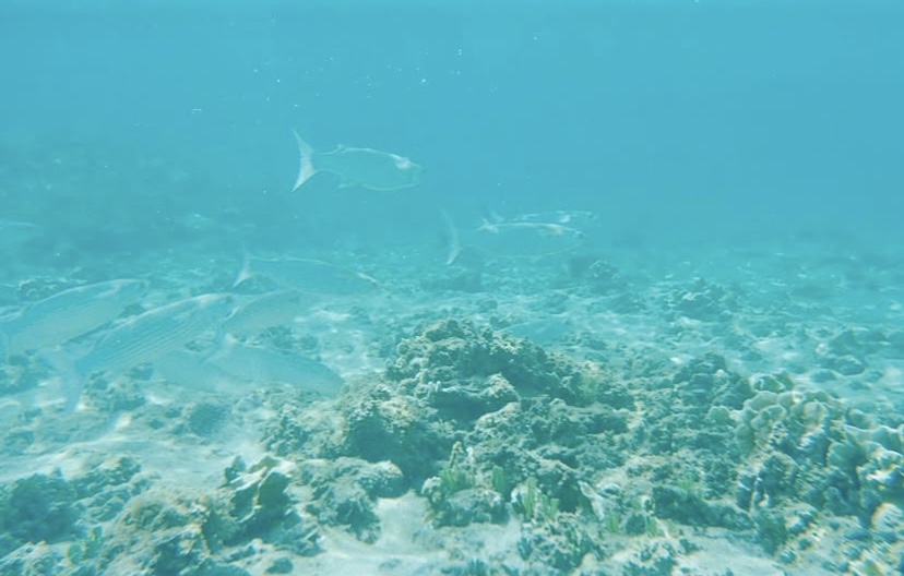 Fondo marino